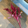Burgundy Amaranth 酒红色苋花