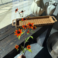 Prairie Glow Rudbeckia 黑心菊