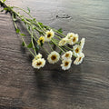 Mum Pom Canada小菊花
