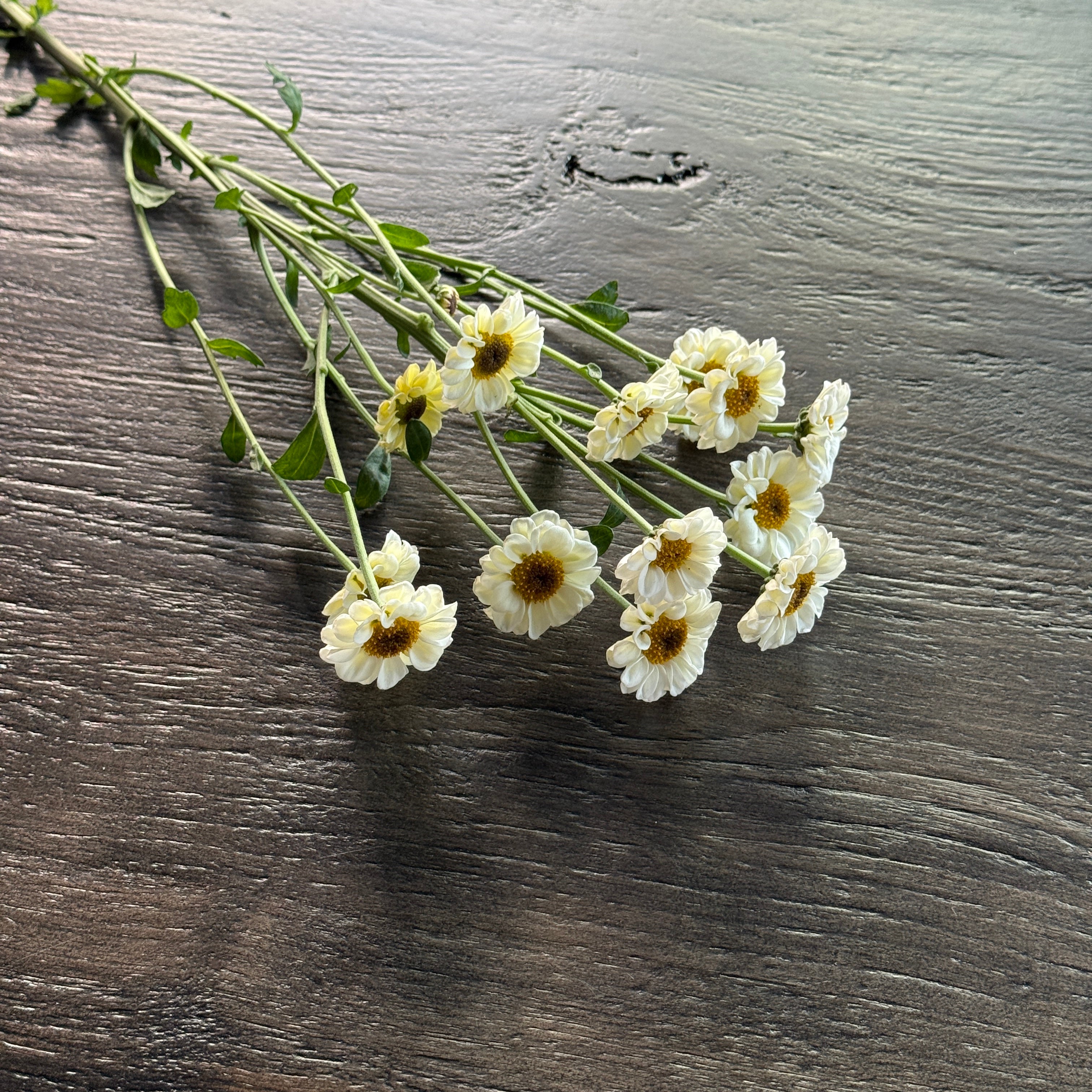 Mum Pom Canada小菊花