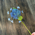 Lacecap Hydrangeas蕾丝帽绣球