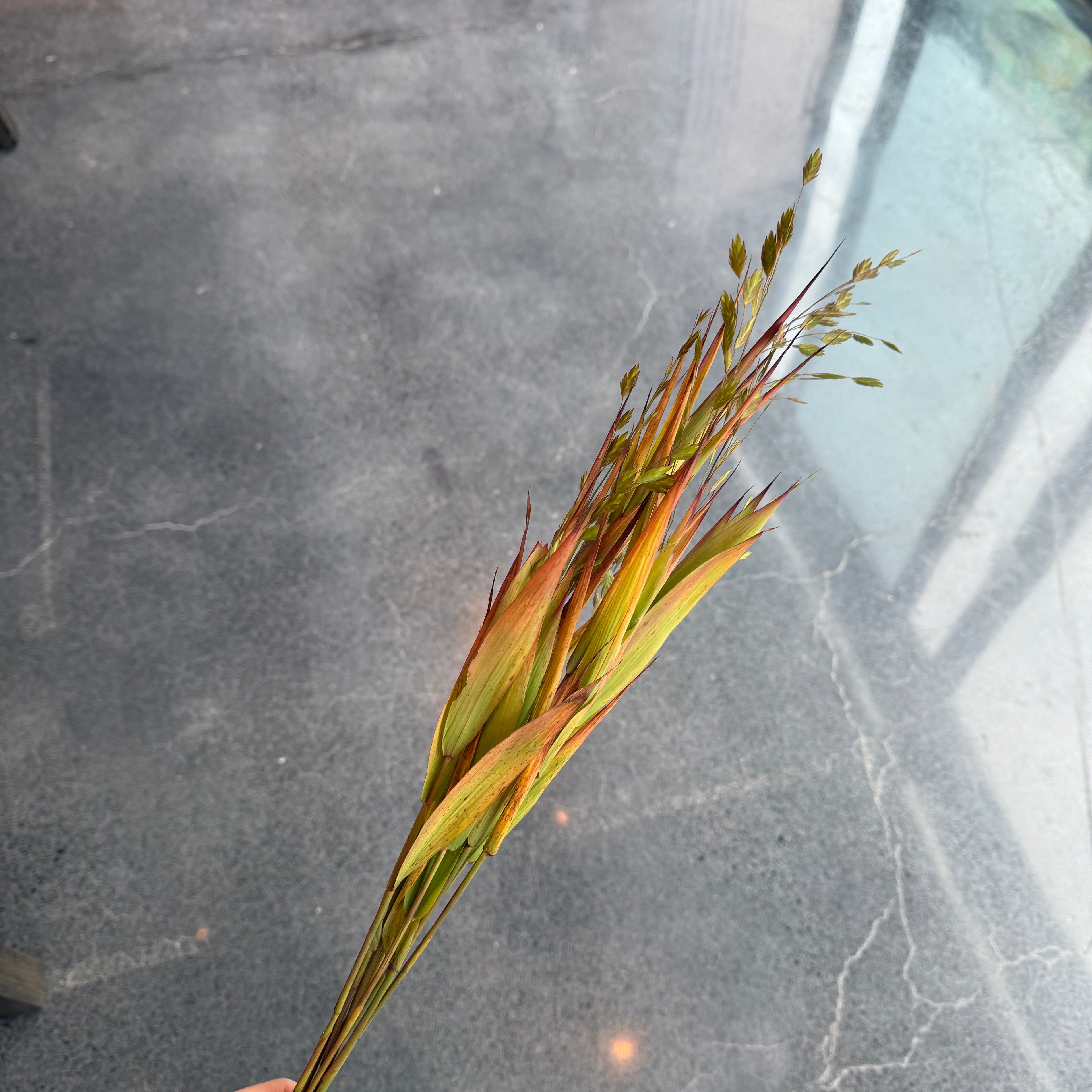 Oat Grass 燕麦草