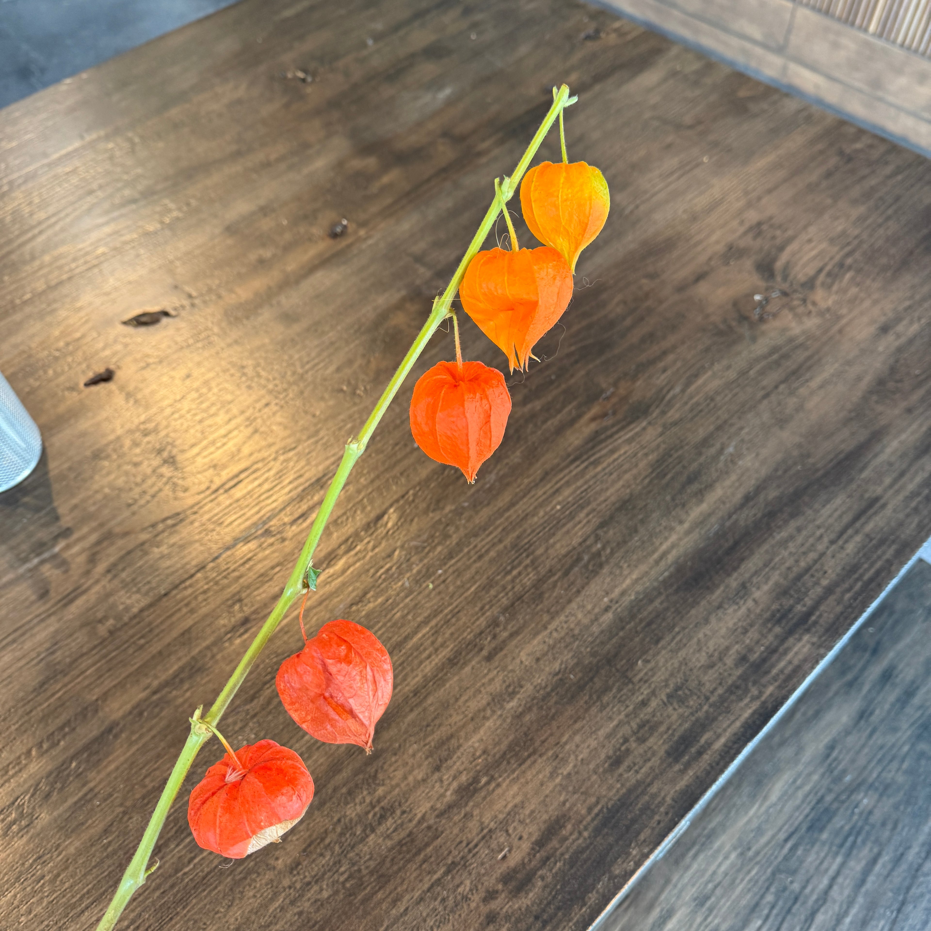 Chinese Lantern 灯笼果