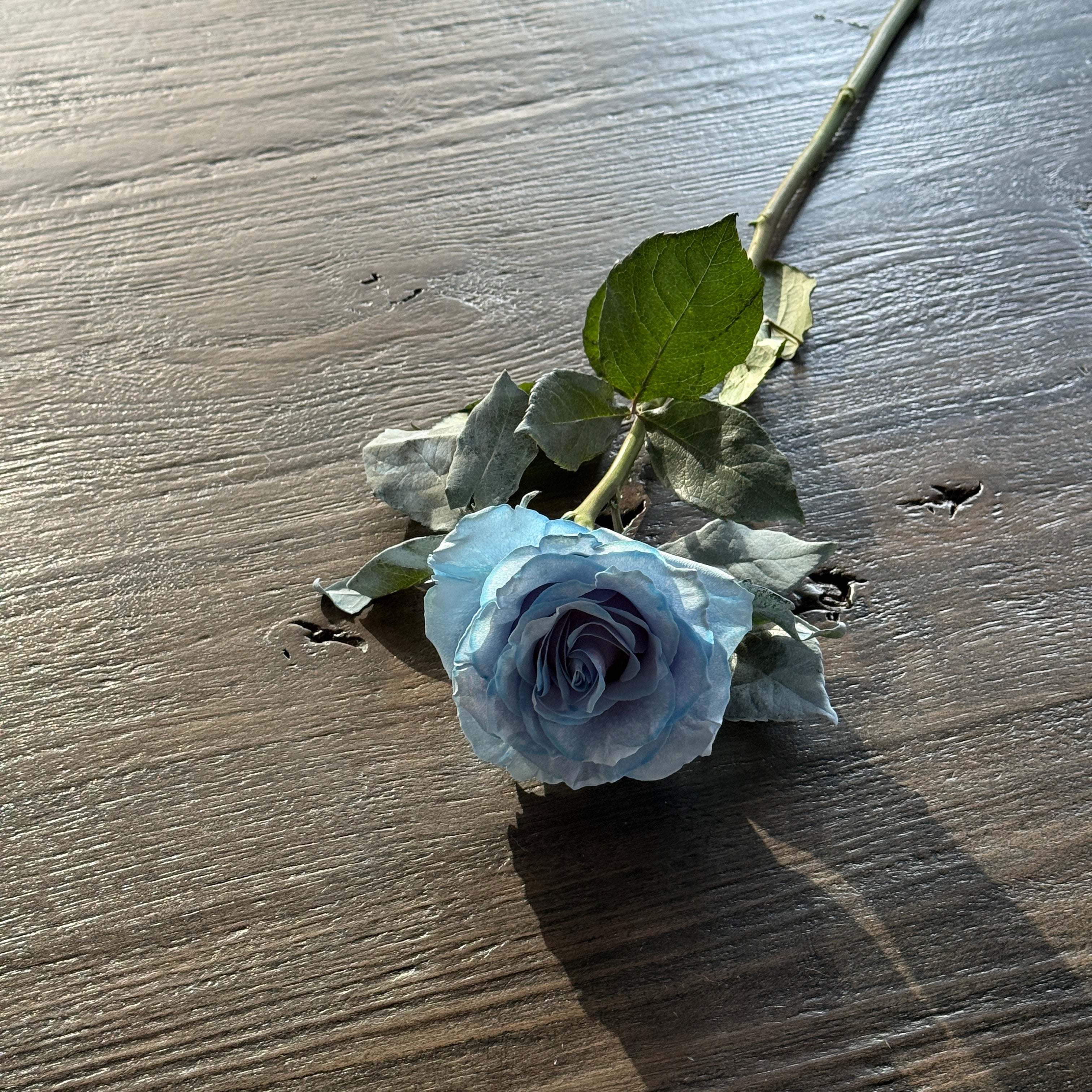 Ecuadorian Ice Blue Rose浅蓝玫瑰