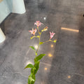 Japanese Toad Lily日本油点百合