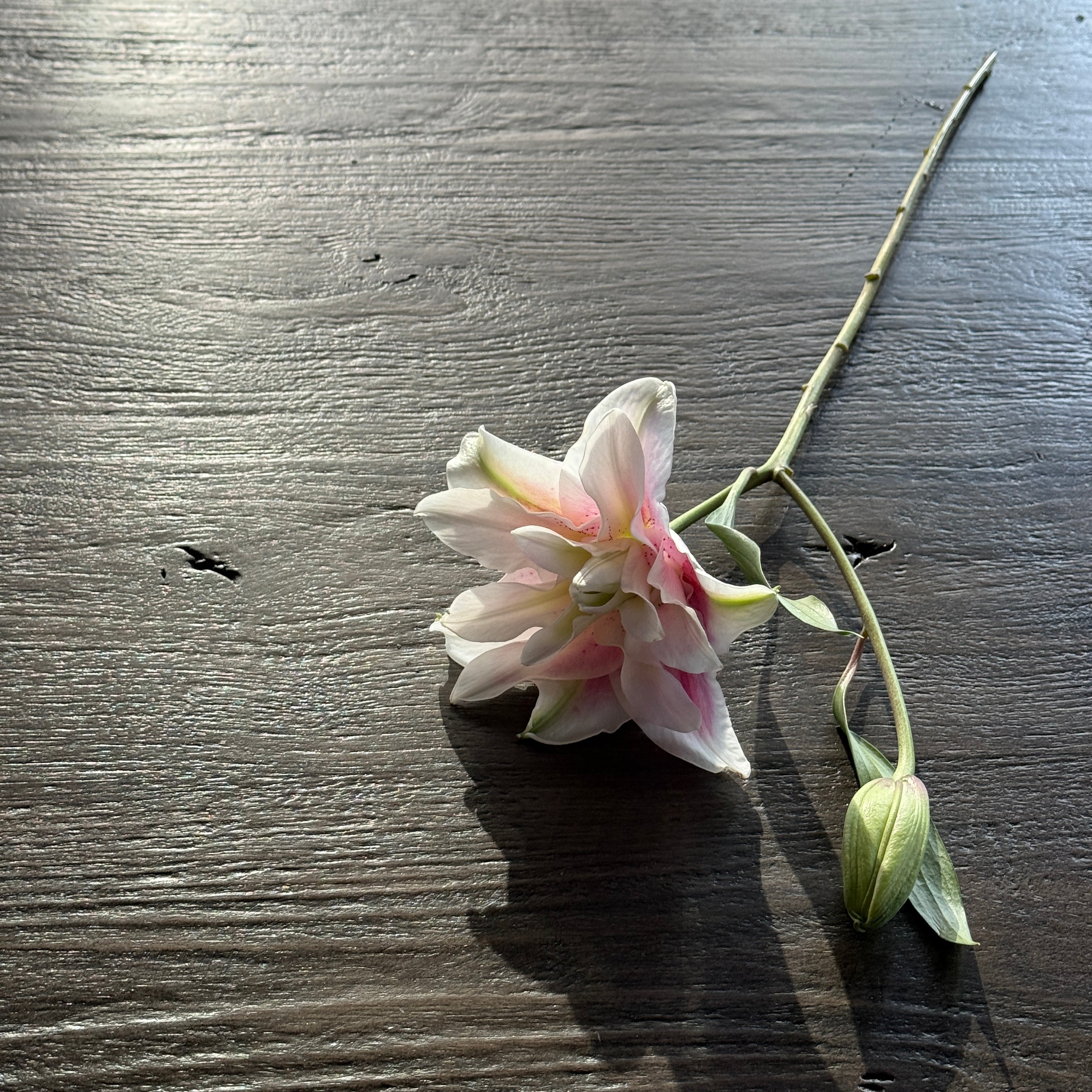 Oriental Roselily重瓣百合