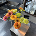 Zinnia 百日菊