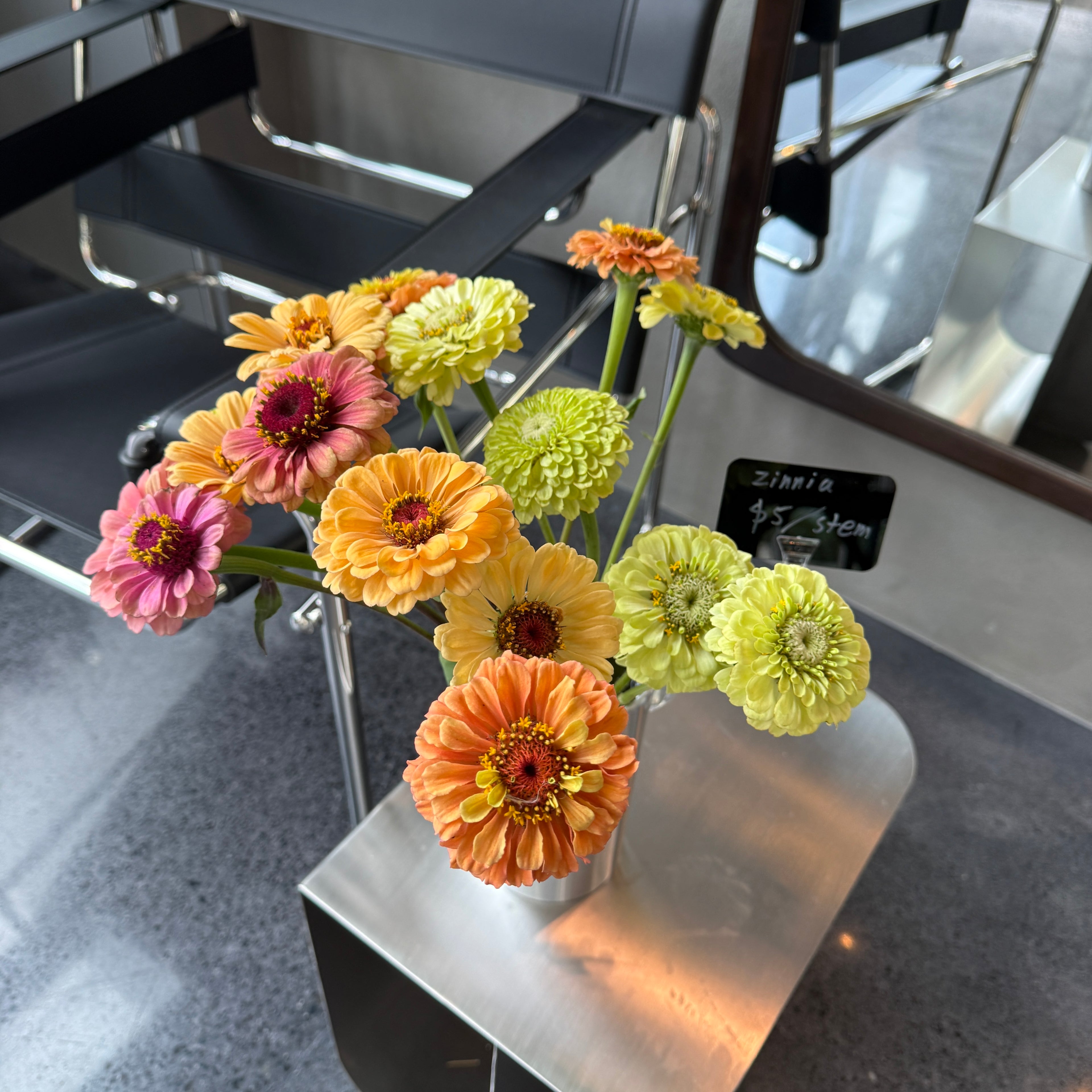 Zinnia 百日菊