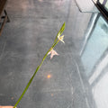 Gladiolus Murielae 孔雀剑兰