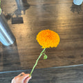 Marigold 非洲万寿菊