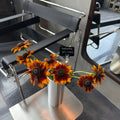 Rudbeckia ‘Sahara Mix’ 金光菊