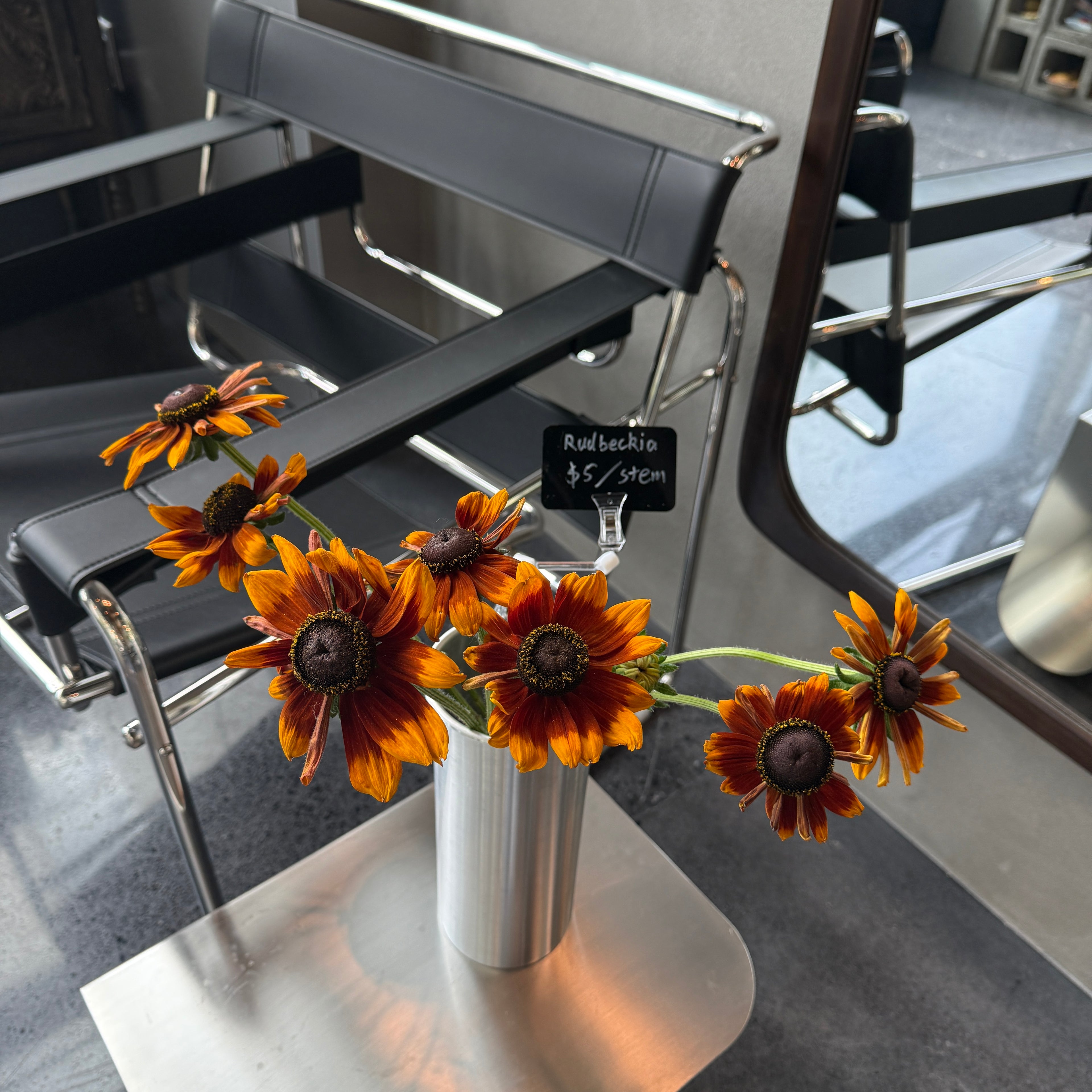Rudbeckia ‘Sahara Mix’ 金光菊