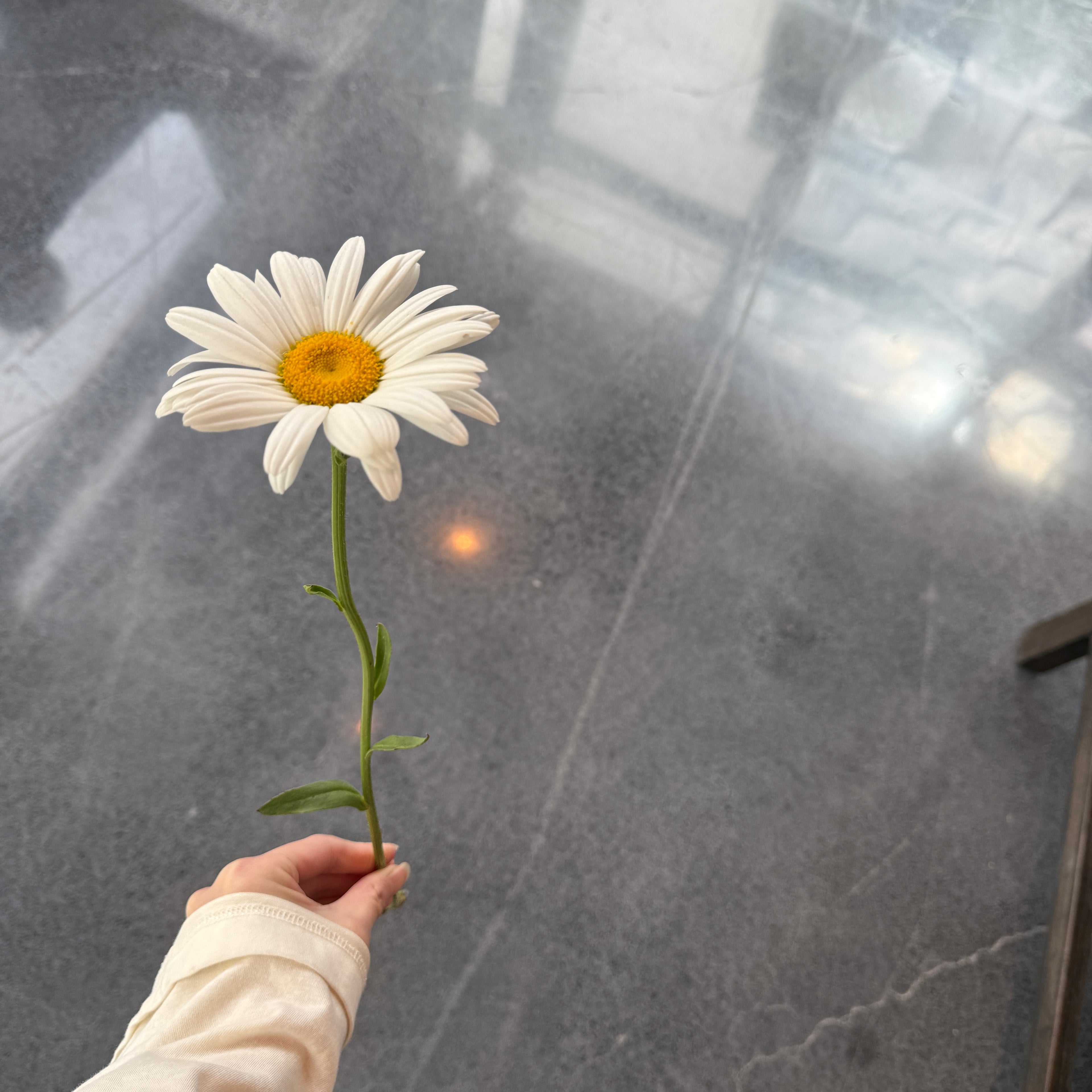 Shasta Daisy White白色夏斯塔雏菊