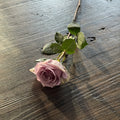 Ecuadorian Lavender Rose紫色玫瑰