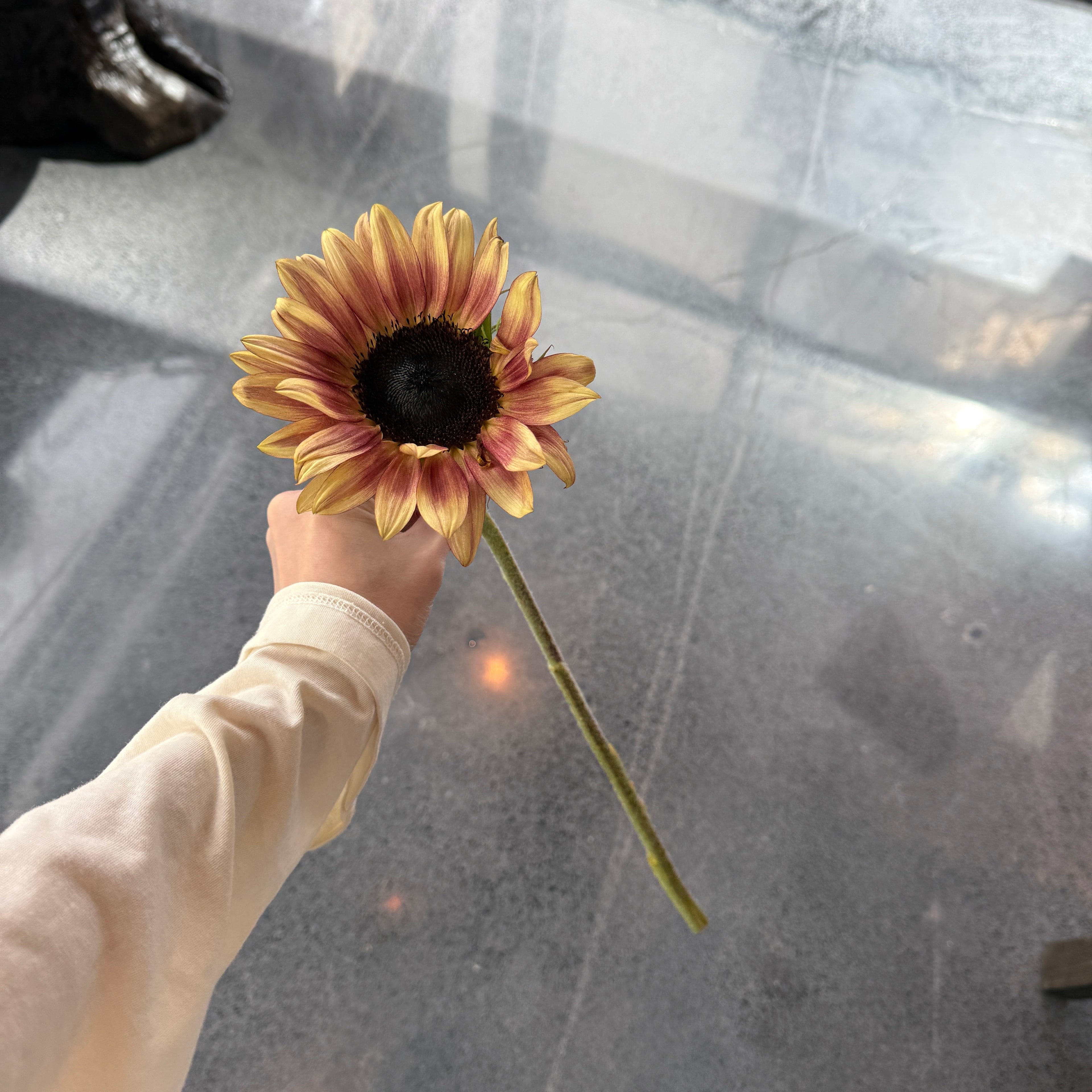 Sunflower 向日葵