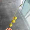 Balloom Plant 气球果