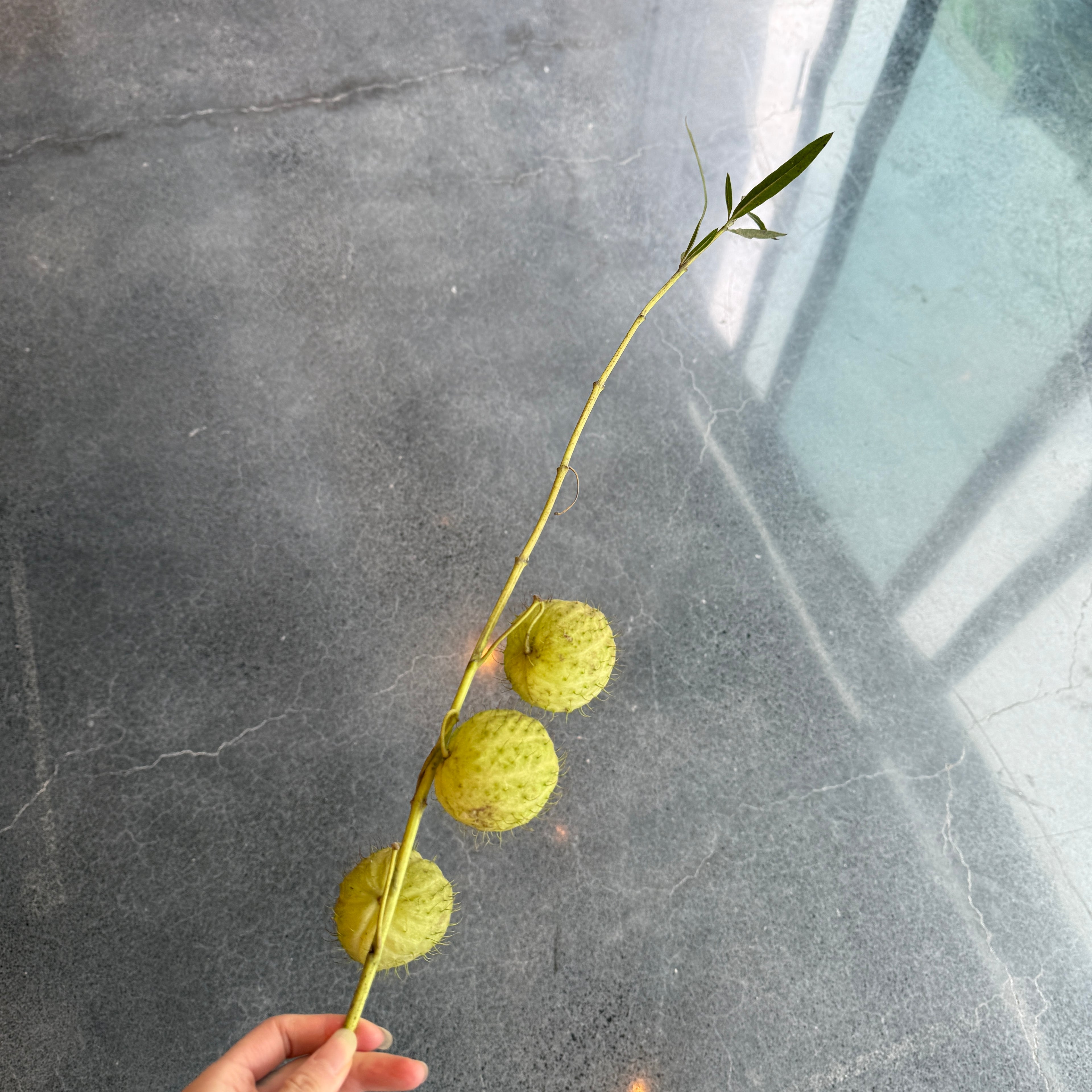 Balloom Plant 气球果