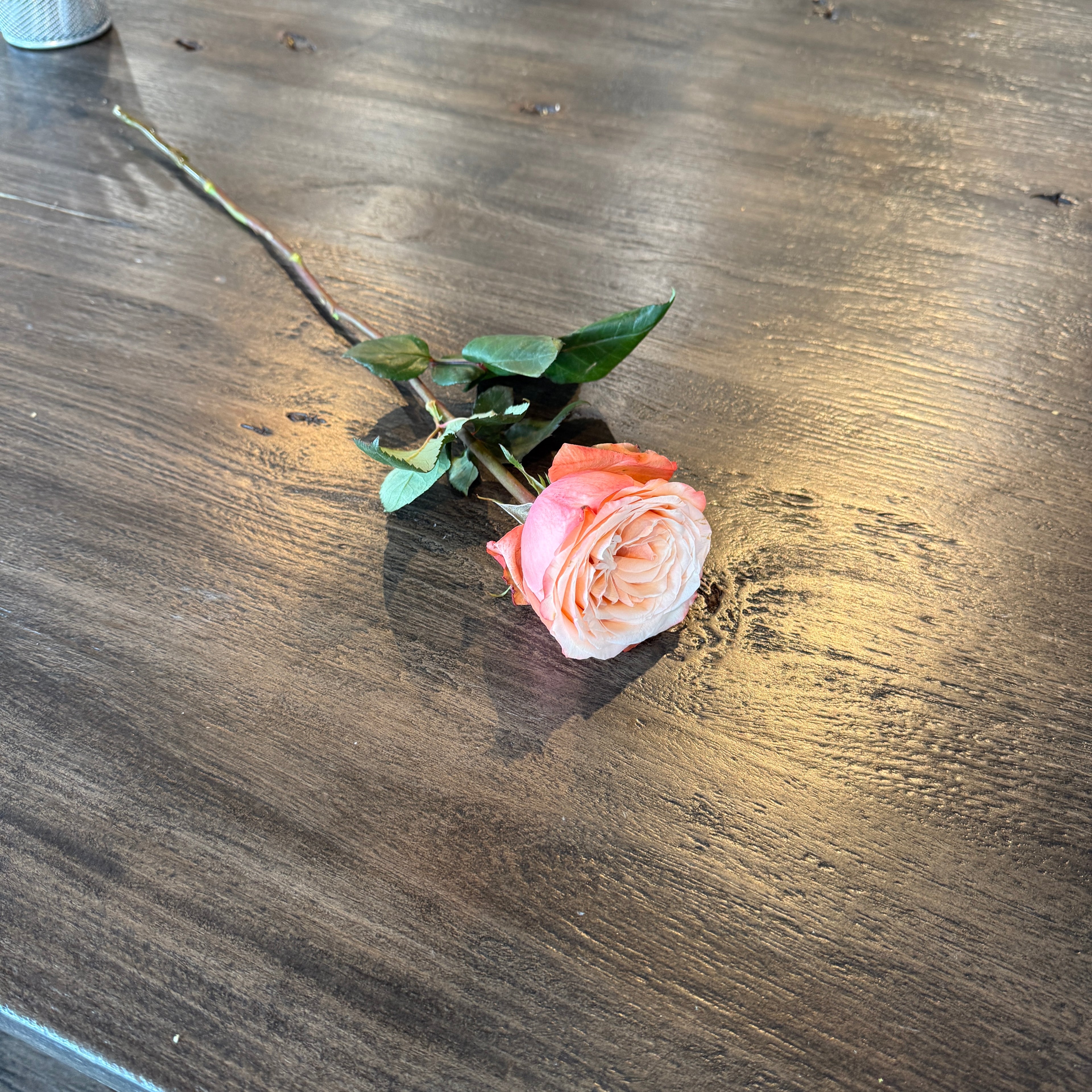 Rose Kahala Coral 珊瑚花园玫瑰